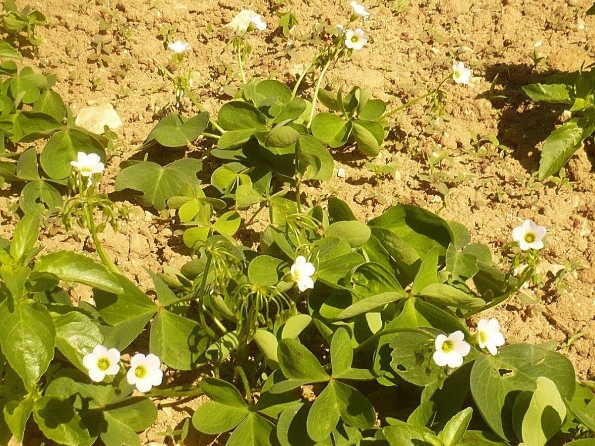 Oxalis debilis (Oxalidaceae)